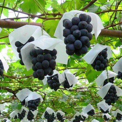 ぶどう(ピオーネ)1.6kg　0009-2602