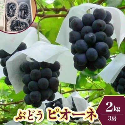 ぶどう(ピオーネ)2kg　0009-2603