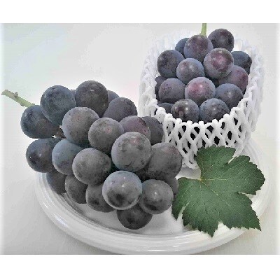 ぶどう(ピオーネ)2kg　0009-2603