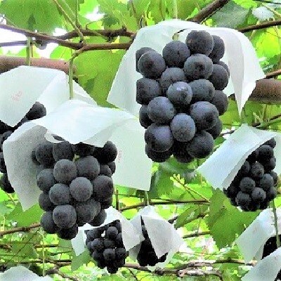 ぶどう(ピオーネ)3kg　0009-2604