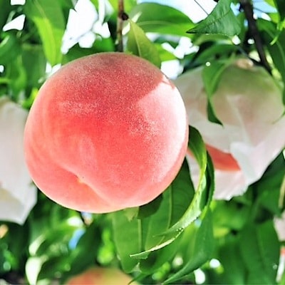 桃(川中島白桃)2.5kg　特秀品　0047-2605