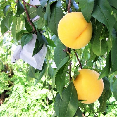 桃(黄金桃)2.5kg　特秀品　0047-2606