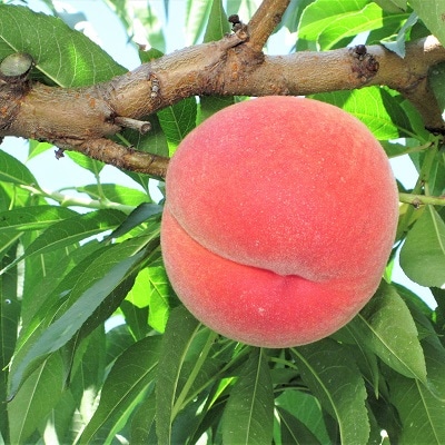 桃(玉うさぎ)2.5kg　特秀品　0047-2607