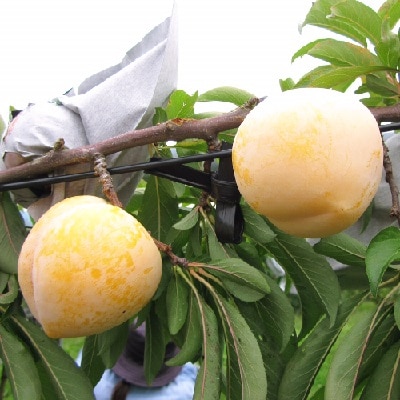 すもも(峰満イエロー)2kg　特秀品　0047-2608