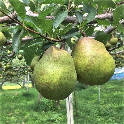 西洋梨(ラ・フランス)6玉　0037-2606