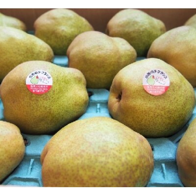 西洋梨(ラ・フランス)5kg　0037-2610