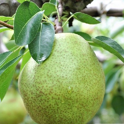 【2026年12月中旬から発送】ラ・フランスジュース　2本セット　0037-2612