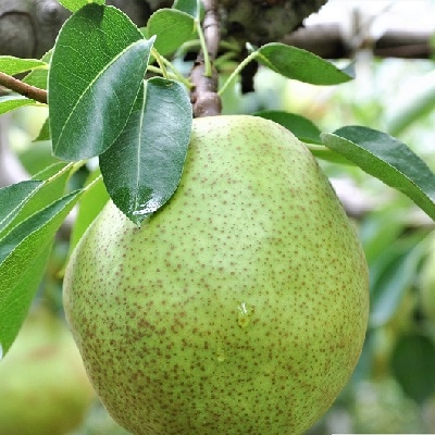 【2026年12月中旬から発送】ラ・フランスジュース　6本セット　0037-2614