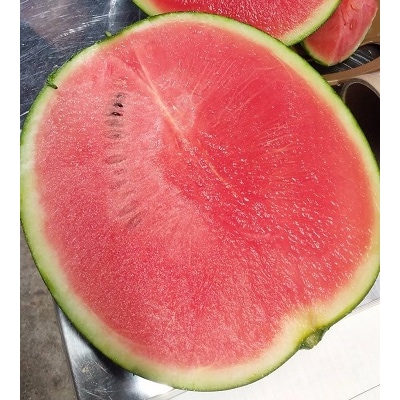 【フルーツ王国直送!】山形の小玉すいか(ひとりじめBONBON)1個　0033-2601