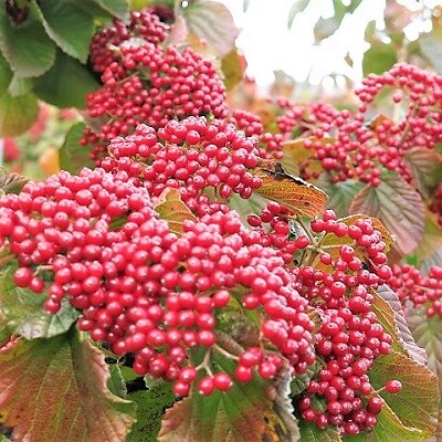 【2027年2月～発送】がまずみジュース(りんご入り)500ml×4本　0075-2617