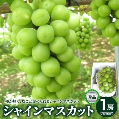 ぶどう(シャインマスカット)大房　1房(850g～950g)　0025-2608