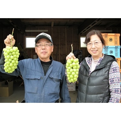 ぶどう(シャインマスカット)大房　1房(850g～950g)　0025-2608