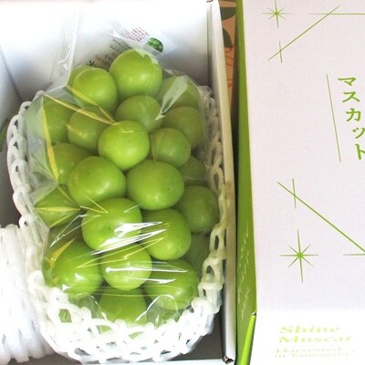 ぶどう(シャインマスカット)大房　1房(850g～950g)　0025-2608