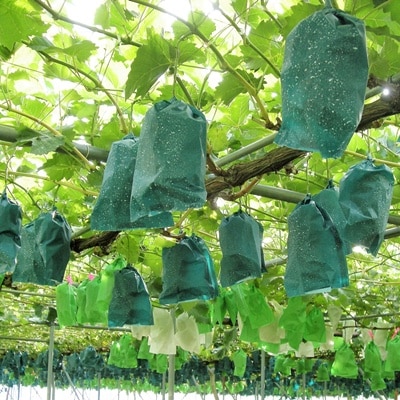 ぶどう(シャインマスカット)大房　1房(850g～950g)　0025-2608