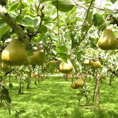 西洋梨(オーロラ)3kg　特秀品　0025-2607