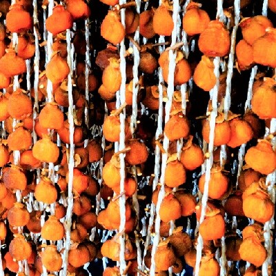 干し柿(紅柿)12個×2パック　2Lサイズ　0108-2606