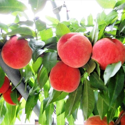 山形の旬の桃(品種おまかせ)3kg　0017-2505