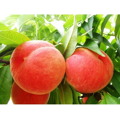 山形の旬の硬い桃(品種おまかせ)3kg　0017-2604