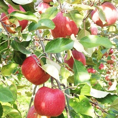 りんご(あいかの香り)3kg 0014-2010
