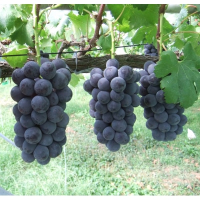 ぶどう(種なしピオーネ)2～3房　0030-2612