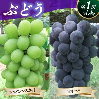 シャインマスカットとピオーネの詰合せ1.4kg以上　0030-2626