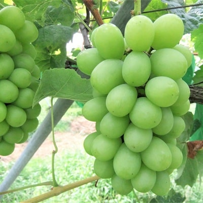 ぶどう(シャインマスカット)2房　0030-2628