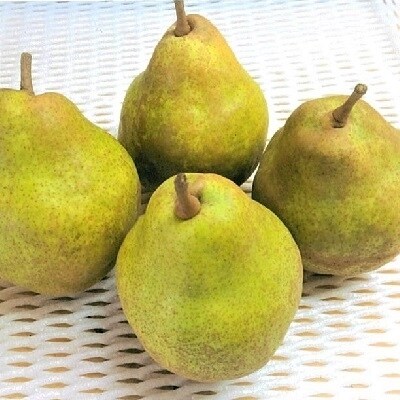 西洋梨(ラ・フランス)3kg 特秀品 0065-2003
