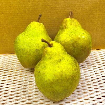 西洋梨(シルバーベル)5kg　ご家庭用　0065-2609