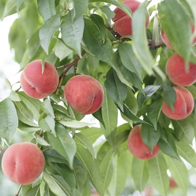 桃(あかつき)2kg　特秀品　0055-2602