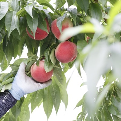 桃(川中島)3kg　ご家庭用　0055-2604