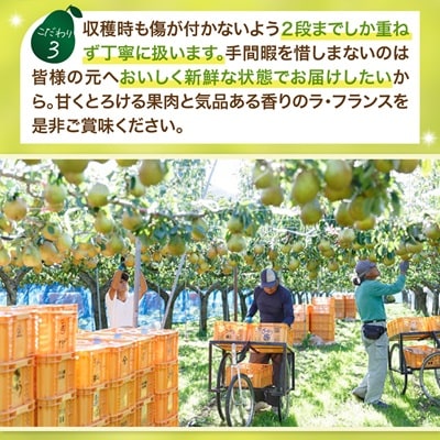 西洋梨(ラ・フランス)3kg　大玉　特秀品　贈答用　0055-2516