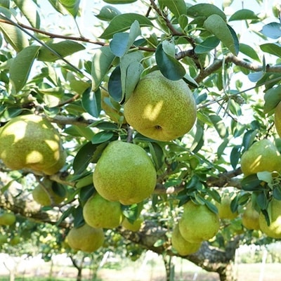 西洋梨(ラ・フランス)2.5kg　ご家庭用　0012-2612