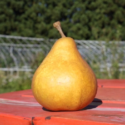 西洋梨(オーロラ)5kg　0011-2504