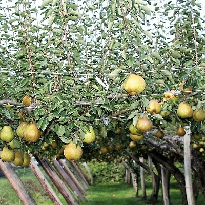 西洋梨(ラ・フランス)3kg　大玉　0011-2605