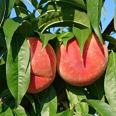 桃(葉取らず桃)2～2.5kg　0015-2603