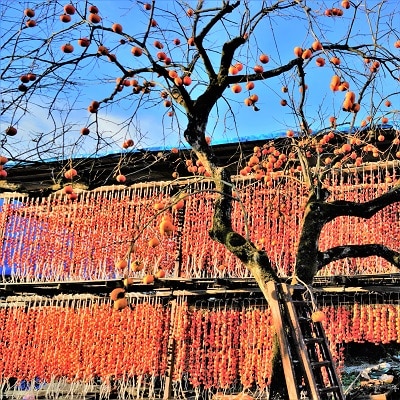 紅干し柿　250g×6パック(M～Lサイズ)　0015-2610