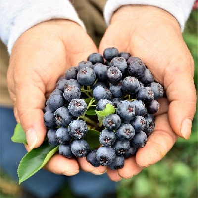 天然フルーツ アロニアベリージャム・ころころソースセット　0008-2201