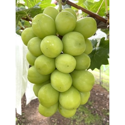 ぶどう(シャインマスカット)2～3房　合計2kg以上　化粧箱入り　0041-2601
