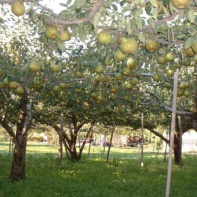 西洋梨(ラ・フランス)3kg　ご家庭用　0017-2615