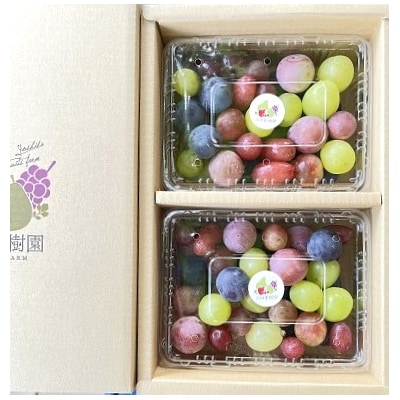 ぶどうの宝石箱(品種いろいろ、粒のみ詰合せ)　500g×2パック　0065-2603