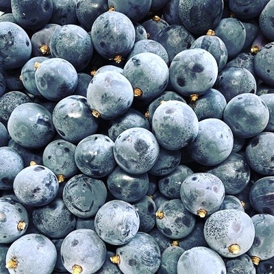 ぶどうの宝石箱(品種いろいろ、粒のみ詰合せ)　500g×2パック　0065-2603