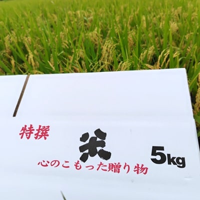 令和7年産　自然栽培15年目のササニシキ　玄米　5kg　0098-2502