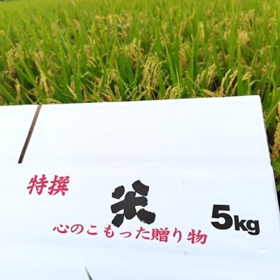 令和8年産 自然栽培16年目のササニシキ 玄米 5kg 0098-2602