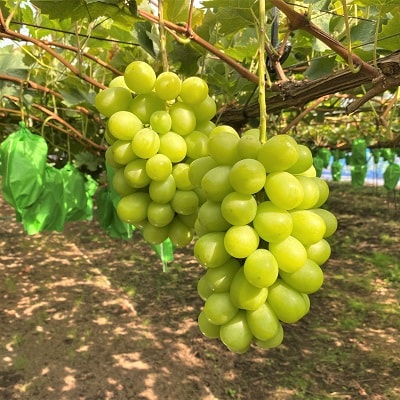 ぶどう(シャインマスカット)1.5kg　0126-2601