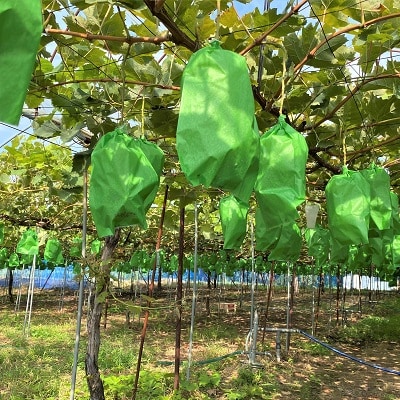 ぶどう(シャインマスカット)1.5kg　0126-2601