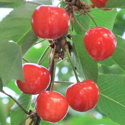 さくらんぼ(佐藤錦)500g　手詰め　0112-2610