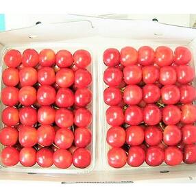 さくらんぼ(佐藤錦)700g　手詰め　特秀　2L　0015-2302