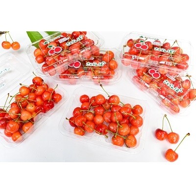 ☆山形のさくらんぼ☆佐藤錦1.2kg(200g×6パック)M・Lサイズ 0127-2109