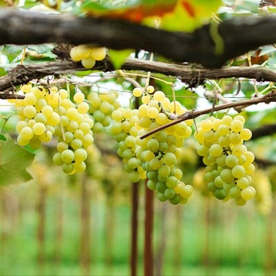 ナイアガラワイン(Voyage de YUUAI)白　2本　0115-2602