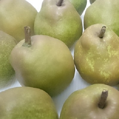 西洋梨(ラ・フランス)5kg　ご家庭用　0009-2510